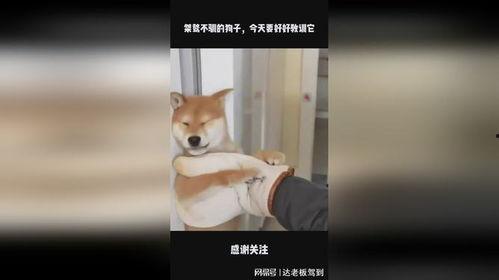 他不驯,逆流而上的传奇人生