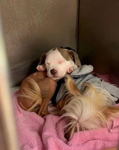 汉娜的睡犬,温馨治愈的宠物日常